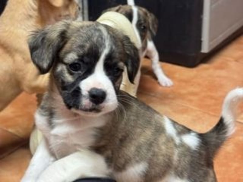 HAILEY-bringt Licht und Freude in jedes Herz – vielleicht auch bald in deins