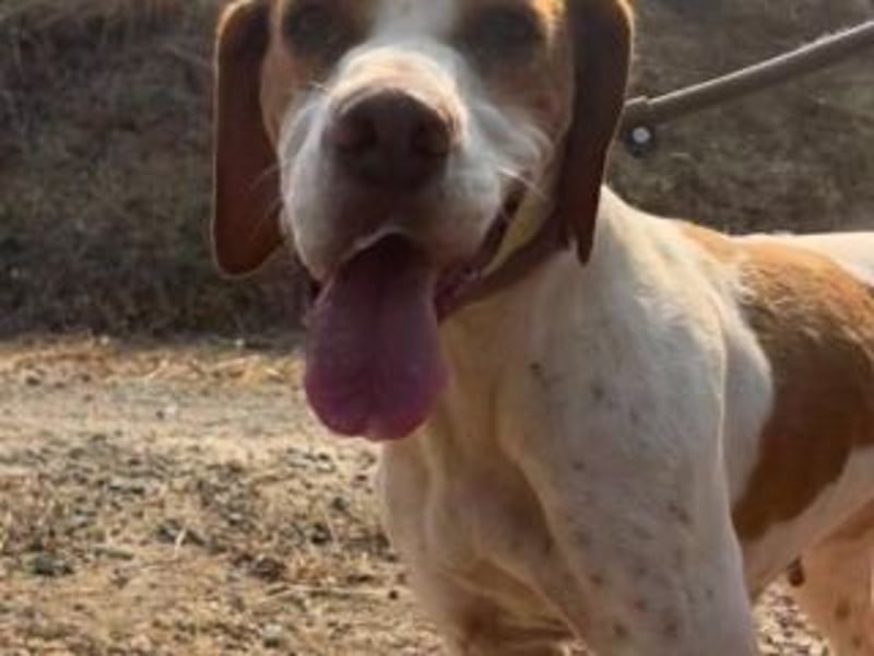 LADY-ein Pointerleben voller Entbehrungen, jetzt endlich eine Chance auf Glück