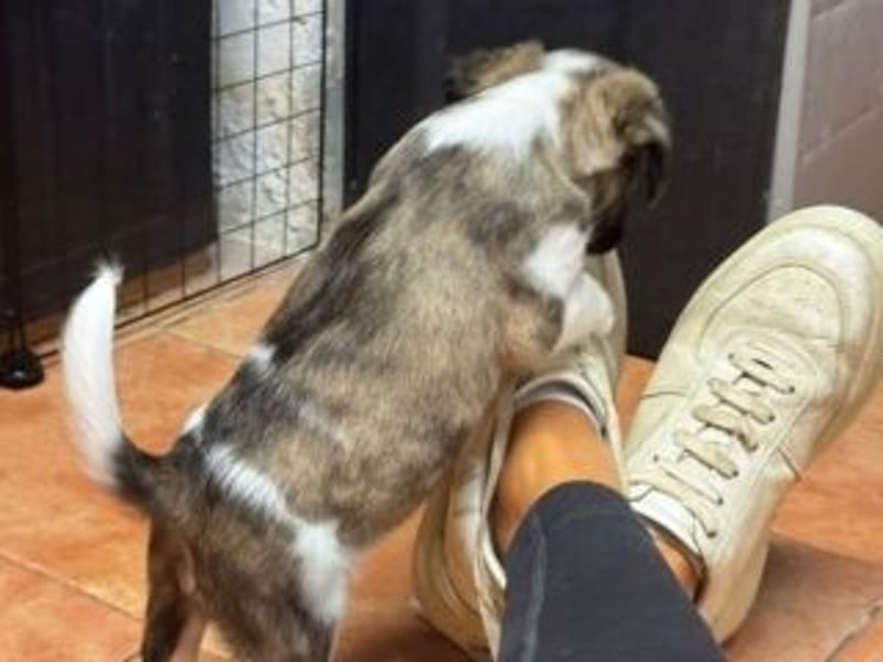 HAILEY-bringt Licht und Freude in jedes Herz – vielleicht auch bald in deins
