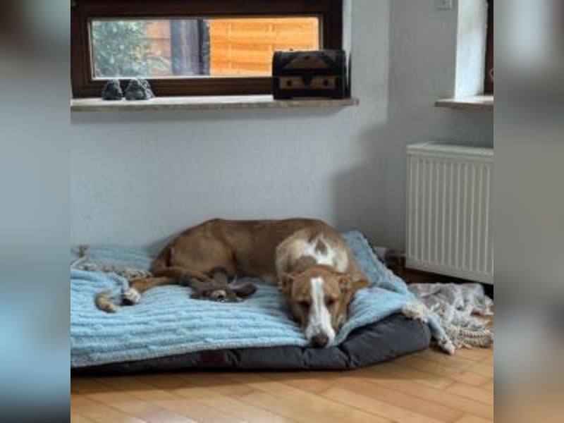 KATIA (jetzt Peach-lieber, lebensfroher kleiner Schatz möchte die Sonnenseite des Lebens entdecken