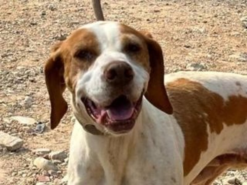 LADY-ein Pointerleben voller Entbehrungen, jetzt endlich eine Chance auf Glück
