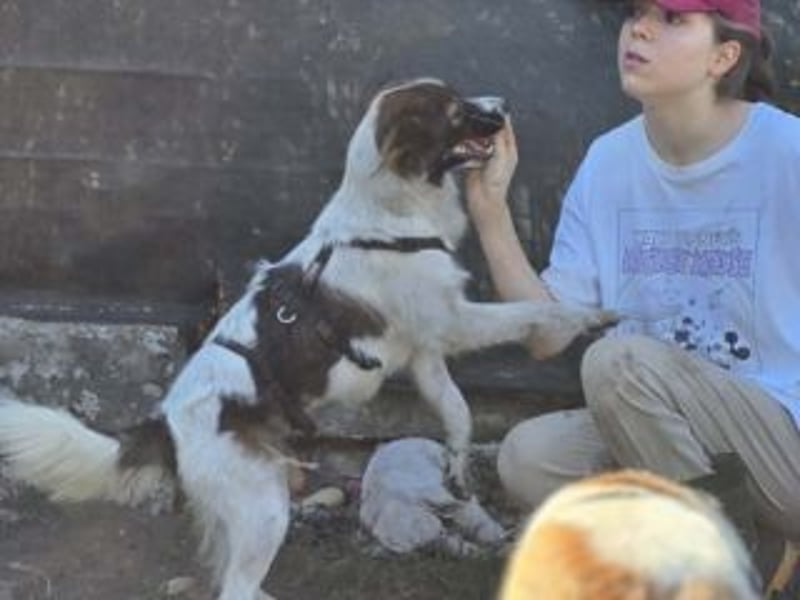 IRIS- zeigt Mut, ist klug und vertraut schnell den Menschen, voller Lebensfreude