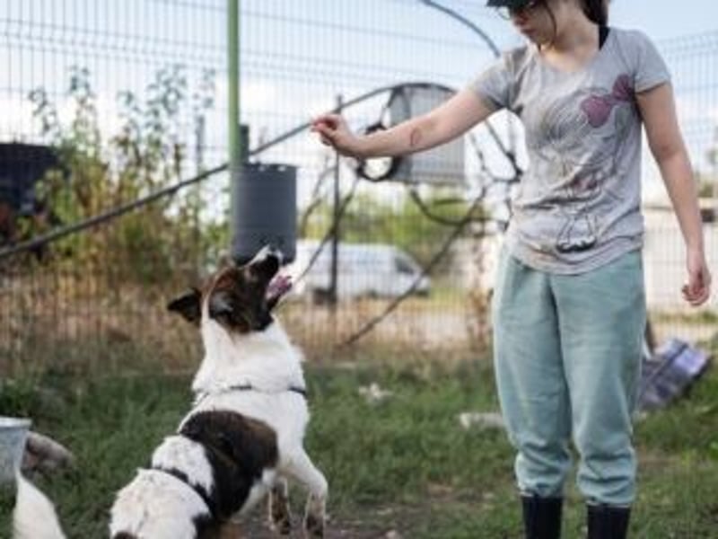 IRIS- zeigt Mut, ist klug und vertraut schnell den Menschen, voller Lebensfreude