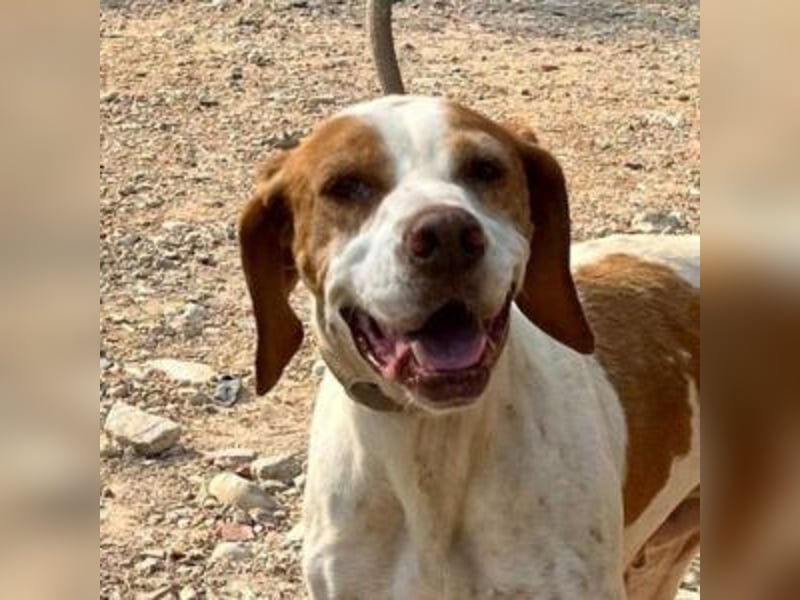 LADY-ein Pointerleben voller Entbehrungen, jetzt endlich eine Chance auf Glück