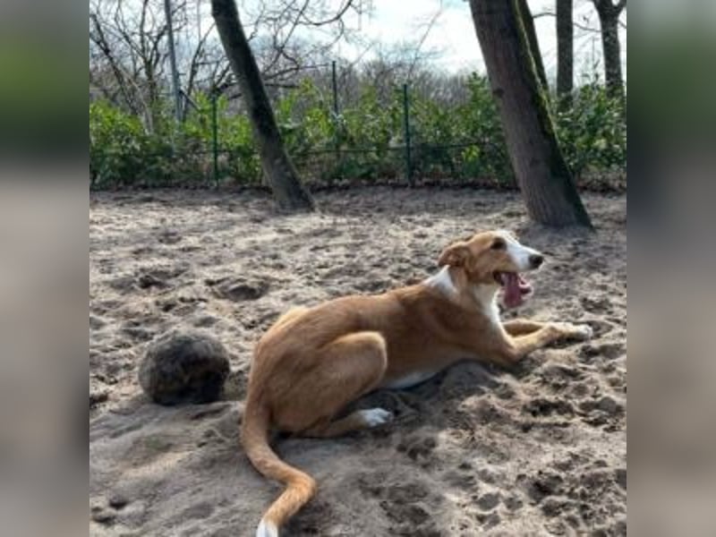 KATIA (jetzt Peach-lieber, lebensfroher kleiner Schatz möchte die Sonnenseite des Lebens entdecken