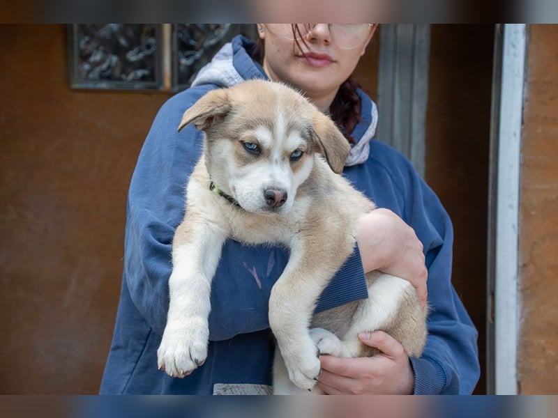 NALA-absolut liebevoll, eher ruhig, gesund und gestärkt wartet sie sehnsüchtig auf ihre Familie