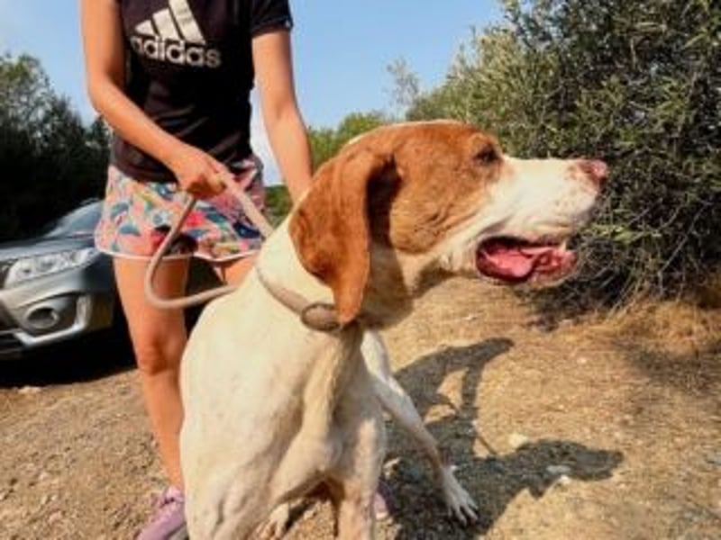 LADY-ein Pointerleben voller Entbehrungen, jetzt endlich eine Chance auf Glück