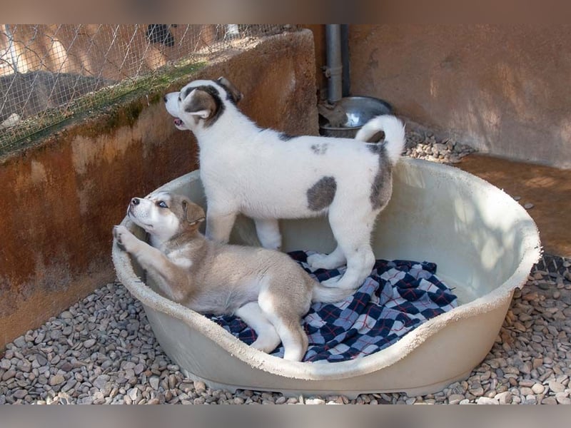NALA-absolut liebevoll, eher ruhig, gesund und gestärkt wartet sie sehnsüchtig auf ihre Familie