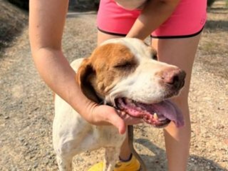 LADY-ein Pointerleben voller Entbehrungen, jetzt endlich eine Chance auf Glück