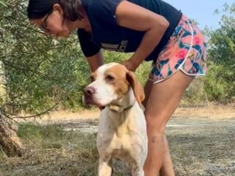 LADY-ein Pointerleben voller Entbehrungen, jetzt endlich eine Chance auf Glück