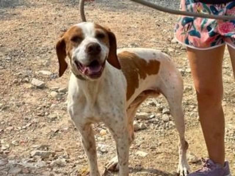 LADY-ein Pointerleben voller Entbehrungen, jetzt endlich eine Chance auf Glück