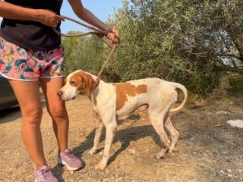 LADY-ein Pointerleben voller Entbehrungen, jetzt endlich eine Chance auf Glück