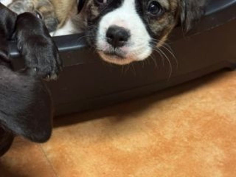 HAILEY-bringt Licht und Freude in jedes Herz – vielleicht auch bald in deins