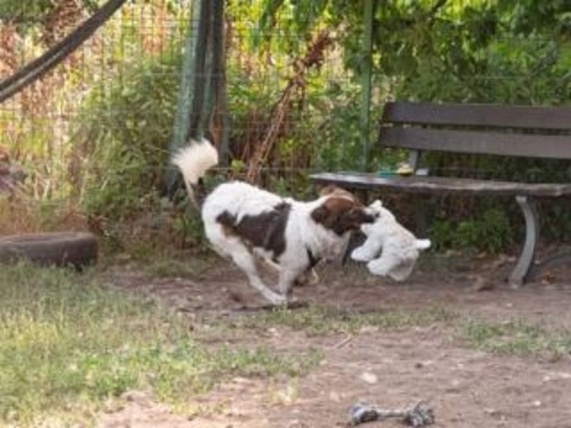 IRIS- zeigt Mut, ist klug und vertraut schnell den Menschen, voller Lebensfreude