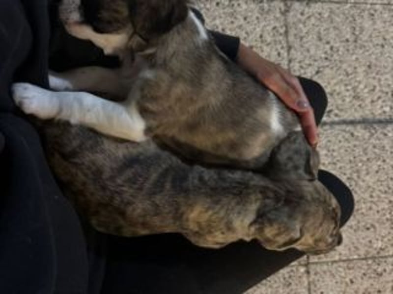 HAILEY-bringt Licht und Freude in jedes Herz – vielleicht auch bald in deins