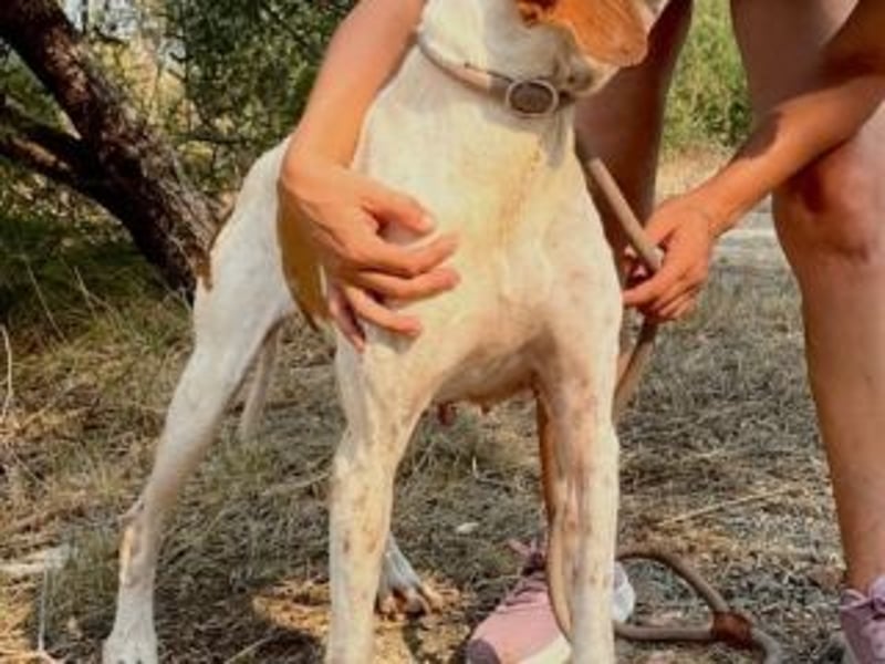 LADY-ein Pointerleben voller Entbehrungen, jetzt endlich eine Chance auf Glück
