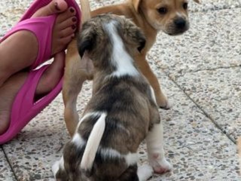 HAILEY-bringt Licht und Freude in jedes Herz – vielleicht auch bald in deins