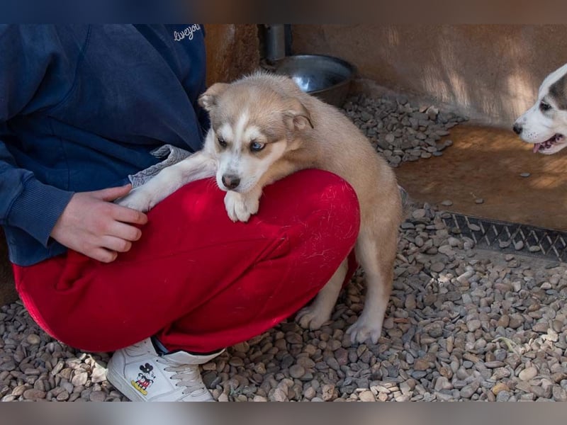 NALA-absolut liebevoll, eher ruhig, gesund und gestärkt wartet sie sehnsüchtig auf ihre Familie