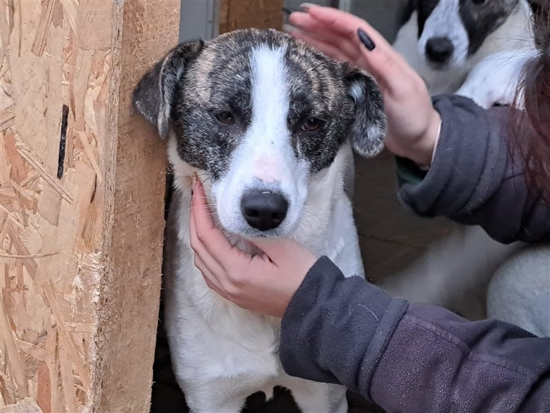 Senta, Mix, Hündin, geb. 15.04.2022, mittelgroß