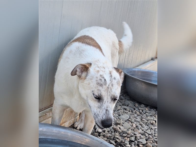Bella, Mix, Hündin, geb. 23.08.2023, mittelgroß werdend