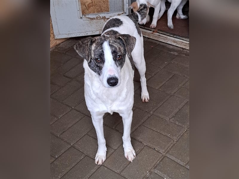 Senta, Mix, Hündin, geb. 15.04.2022, mittelgroß