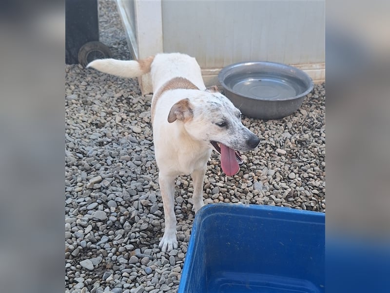 Bella, Mix, Hündin, geb. 23.08.2023, mittelgroß werdend