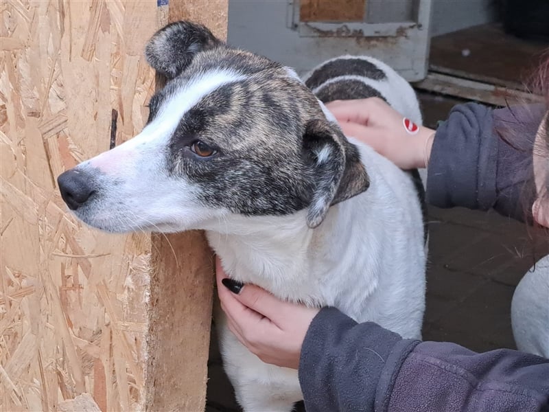Senta, Mix, Hündin, geb. 15.04.2022, mittelgroß