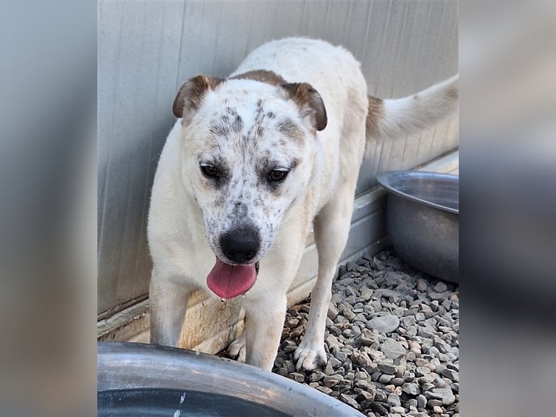 Bella, Mix, Hündin, geb. 23.08.2023, mittelgroß werdend