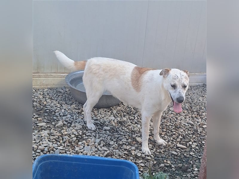 Bella, Mix, Hündin, geb. 23.08.2023, mittelgroß werdend