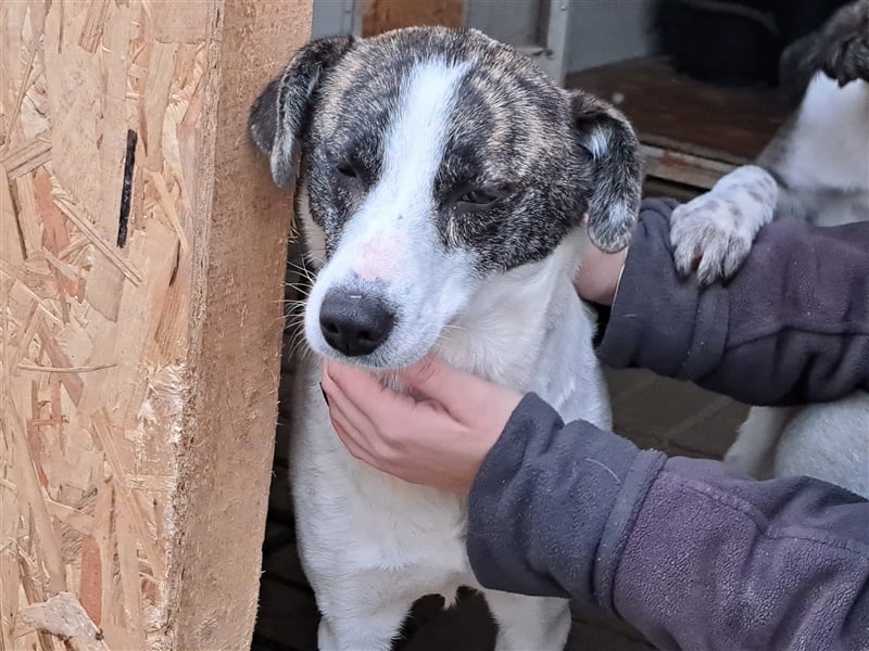 Senta, Mix, Hündin, geb. 15.04.2022, mittelgroß