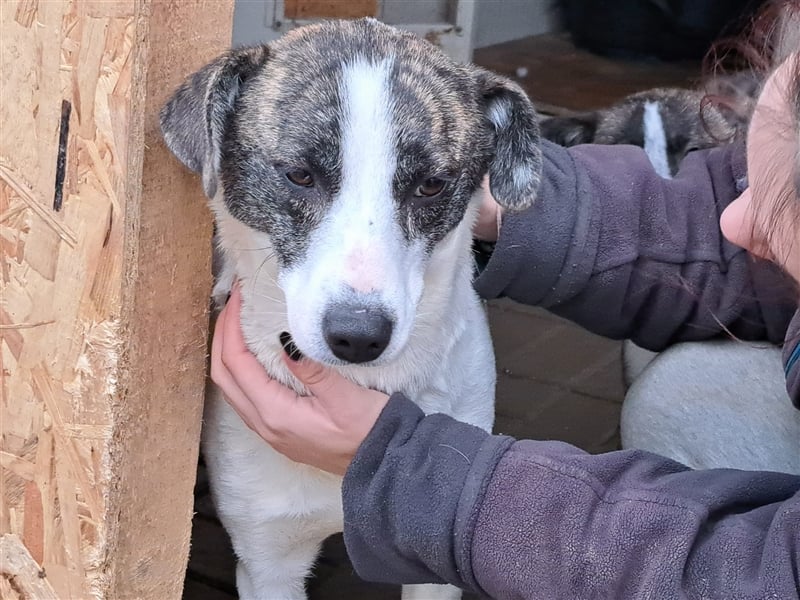 Senta, Mix, Hündin, geb. 15.04.2022, mittelgroß
