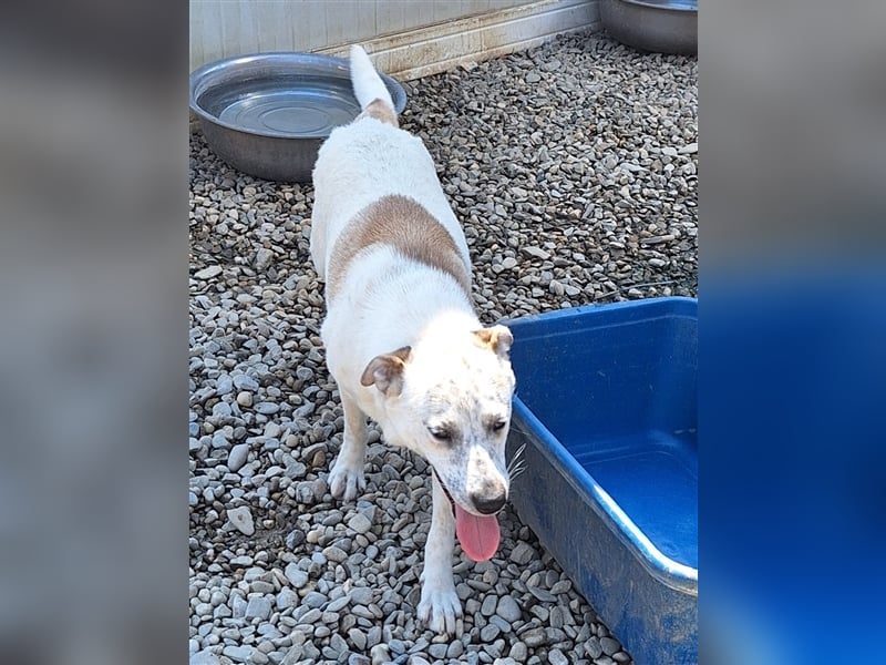 Bella, Mix, Hündin, geb. 23.08.2023, mittelgroß werdend