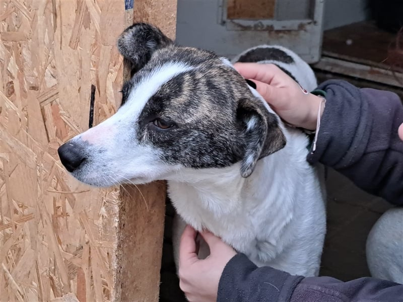 Senta, Mix, Hündin, geb. 15.04.2022, mittelgroß