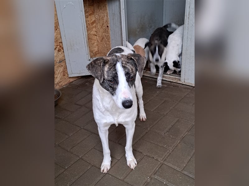 Senta, Mix, Hündin, geb. 15.04.2022, mittelgroß