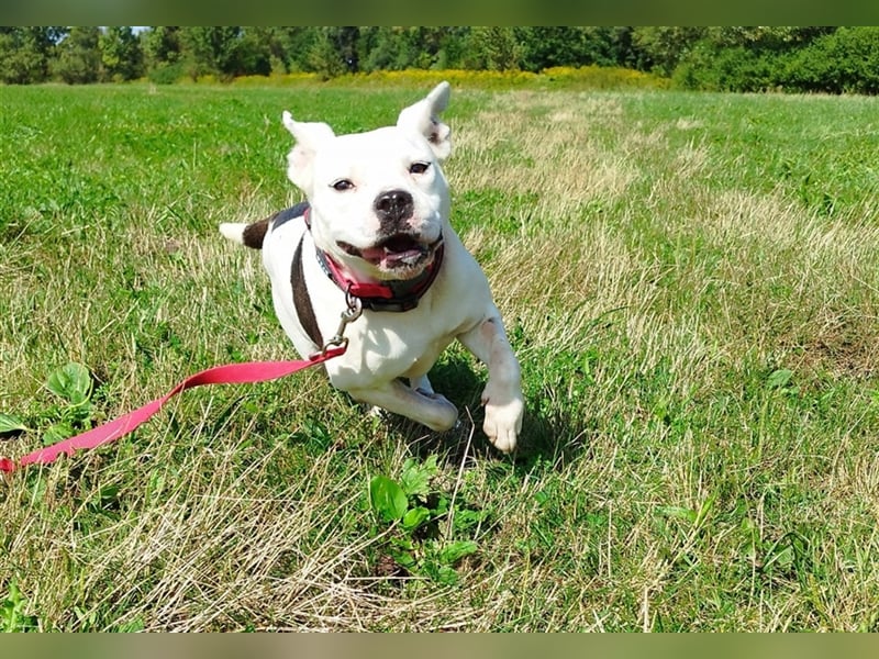 Bella Bori sucht ein verantwortungsvolles Zuhause in Österreich !