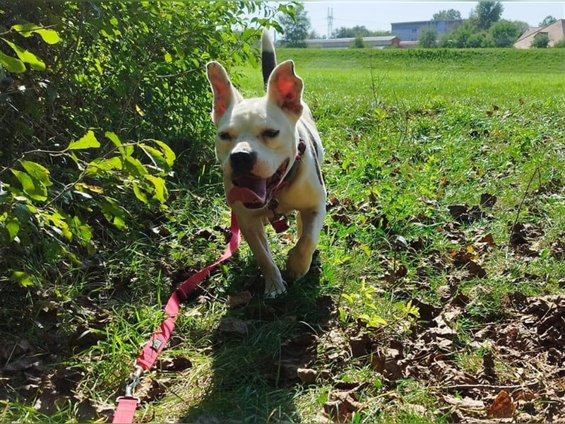 Bella Bori sucht ein verantwortungsvolles Zuhause in Österreich !