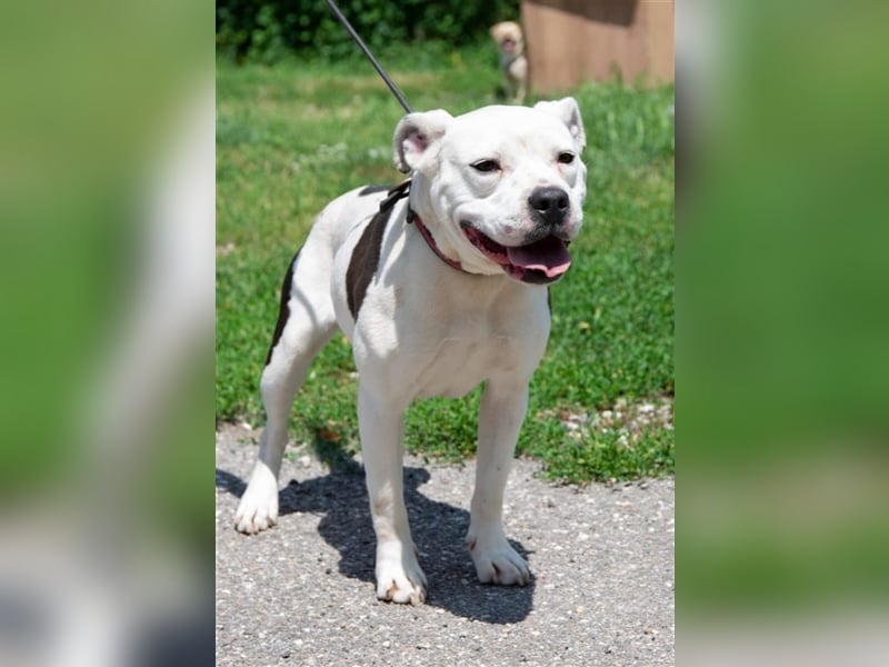 Bella Bori sucht ein verantwortungsvolles Zuhause in Österreich !