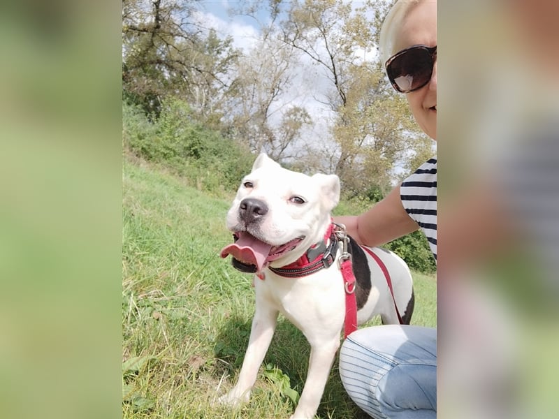 Bella Bori sucht ein verantwortungsvolles Zuhause in Österreich !