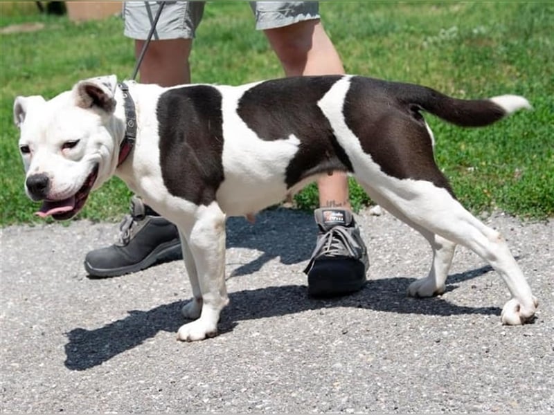 Bella Bori sucht ein verantwortungsvolles Zuhause in Österreich !