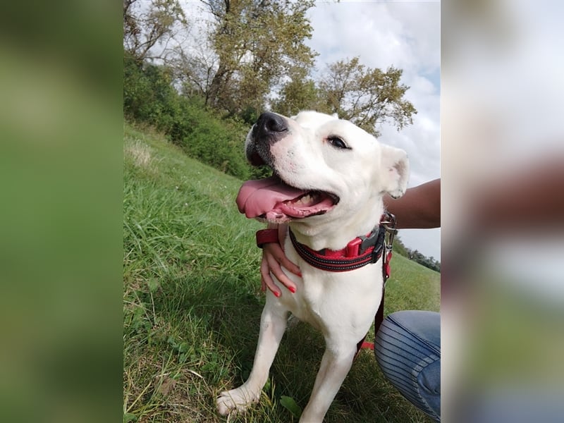 Bella Bori sucht ein verantwortungsvolles Zuhause in Österreich !