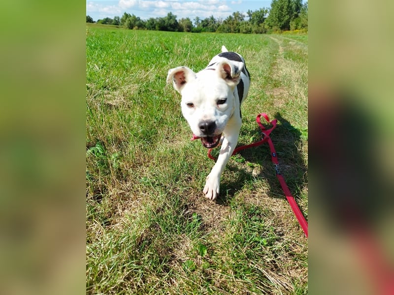 Bella Bori sucht ein verantwortungsvolles Zuhause in Österreich !