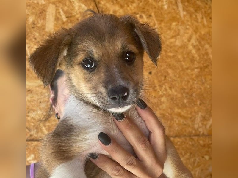 Zuckersüße Minka - Pflegestelle oder Zuhause gesucht zum 6.9.2025!