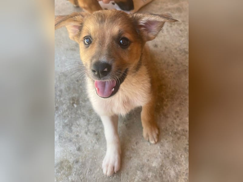 Zuckersüße Minka - Pflegestelle oder Zuhause gesucht zum 6.9.2025!