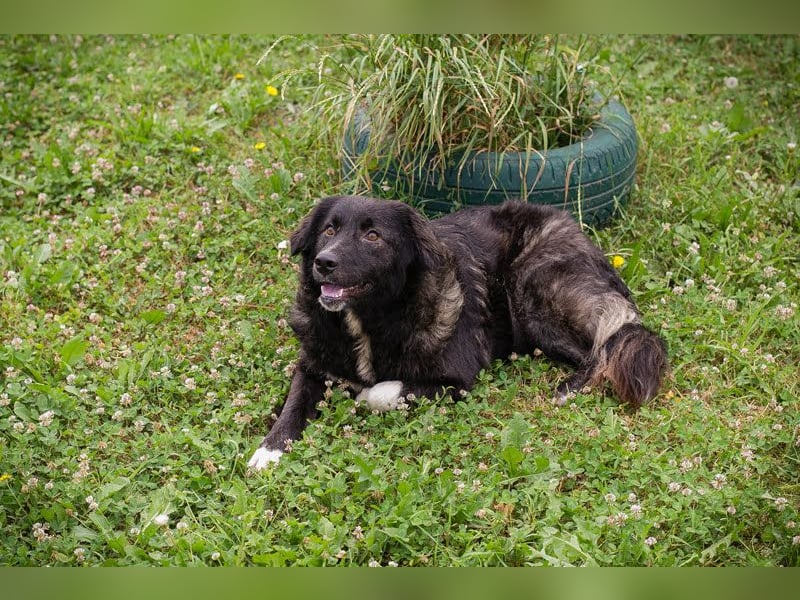 FRIEDA – sanfte Hündin sucht ihr ruhiges Zuhause