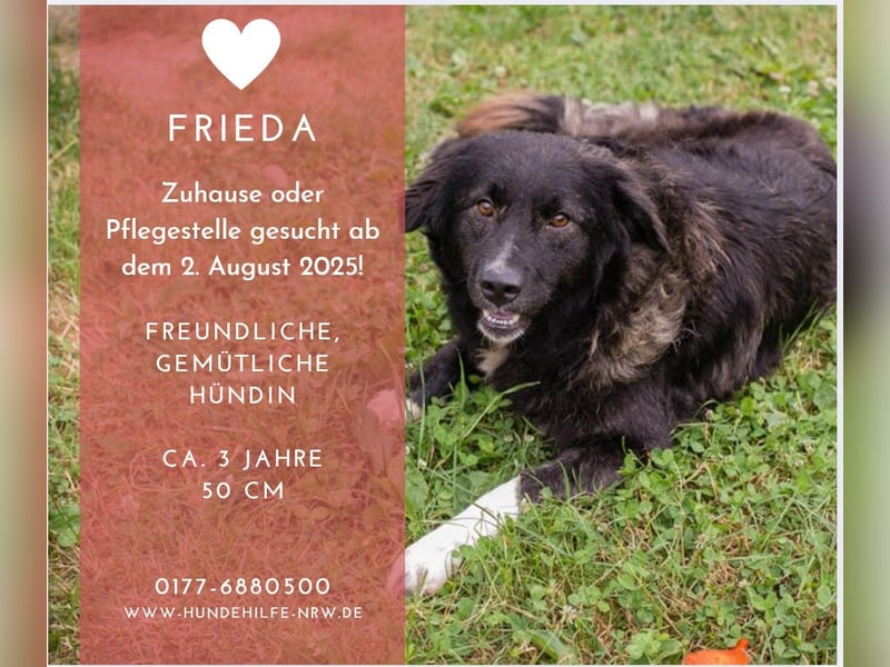 FRIEDA – sanfte Hündin sucht ihr ruhiges Zuhause