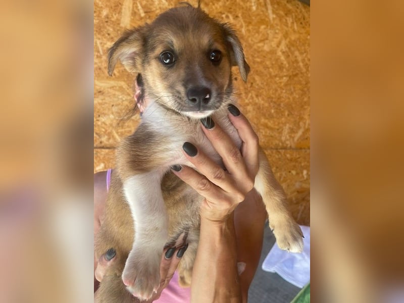 Zuckersüße Minka - Pflegestelle oder Zuhause gesucht zum 6.9.2025!