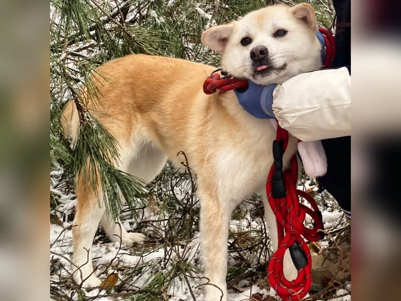 Mochi eine verschmuste, verspielte Hundedame, gerne als Zweithund, sucht ihre Menschen