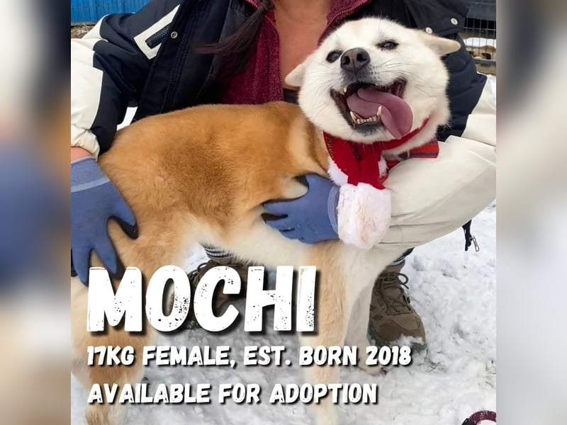 Mochi eine verschmuste, verspielte Hundedame, gerne als Zweithund, sucht ihre Menschen