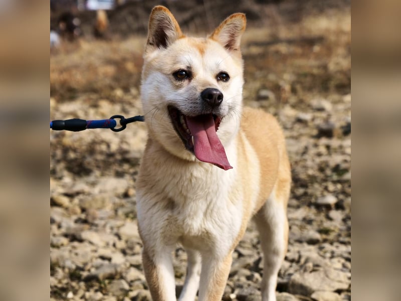 Mochi eine verschmuste, verspielte Hundedame, gerne als Zweithund, sucht ihre Menschen
