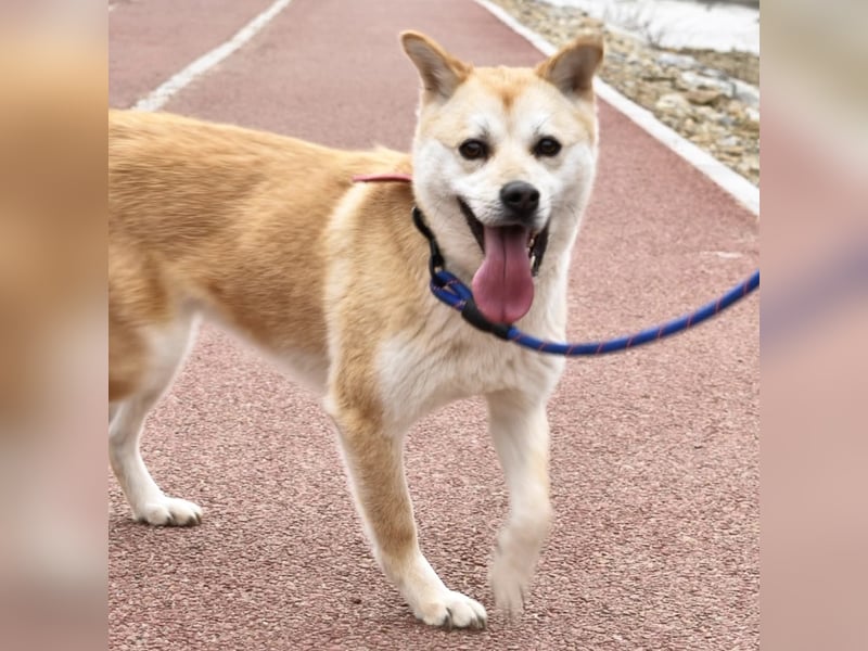 Mochi eine verschmuste, verspielte Hundedame, gerne als Zweithund, sucht ihre Menschen